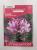 CLEOME-COLOR FOUNTAIN MIX (A)