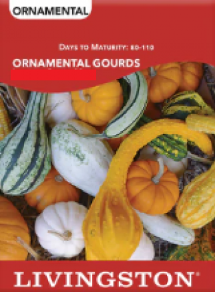 SQUASH ORNAMENTAL GOURDS LG