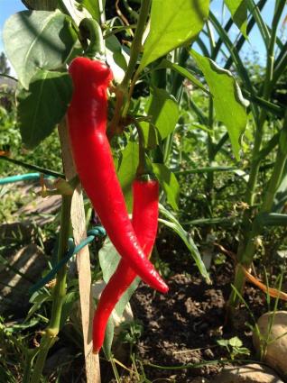 CAYENNE LONG RED PEPPER