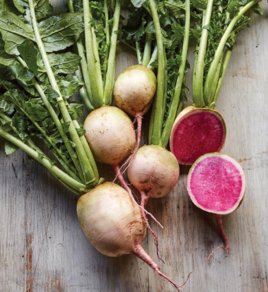 WATERMELON RADISH