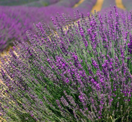 LAVENDER TRUE