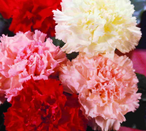 CARNATION CHABAUD MIX COLORS