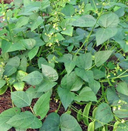 BEAN - HENDERSON'S BABY BUSH LIM