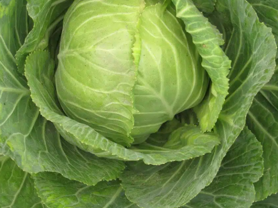 CABBAGE - COPENHAGEN MARKET EARL