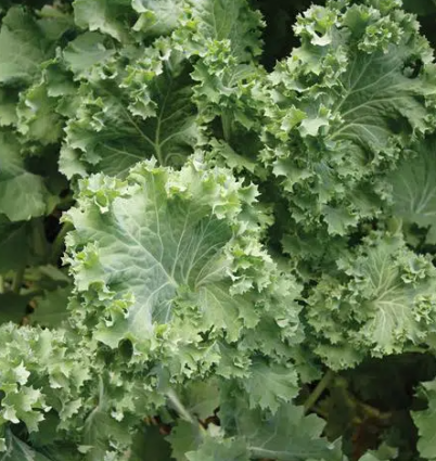 KALE SIBERIAN IMPROVED