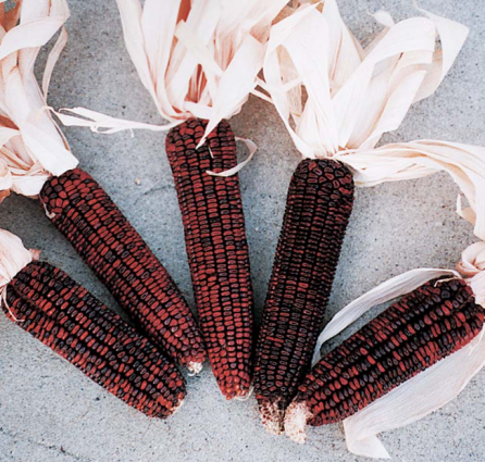 ORNAMENTAL CORN BLOODY BUTCHER