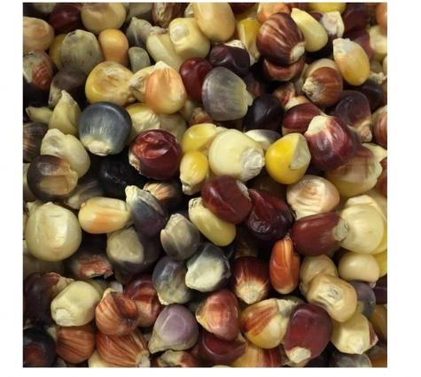 ORNAMENTAL CORN MINI INDIAN