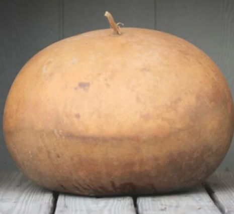 SQUASH BUSHEL GOURDS