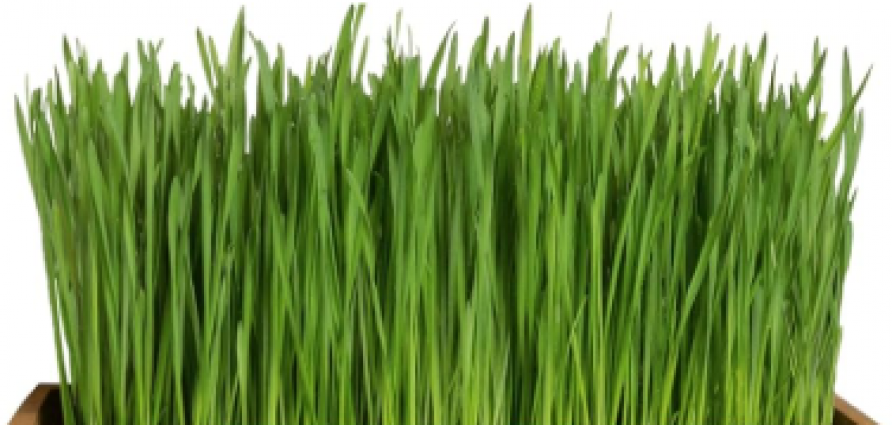 ORN GRASS - CAT GRASS (A)