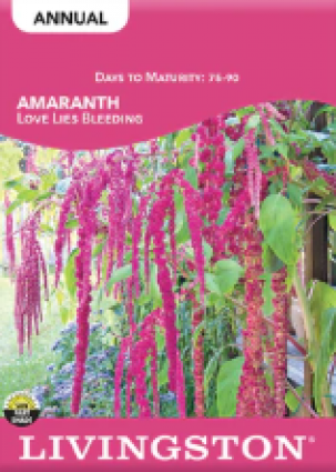 AMARANTHUS-LOVE LIES BLEEDING