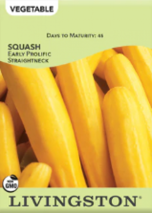 SQUASH - EARLY PROLIFIC STRAIGHT
