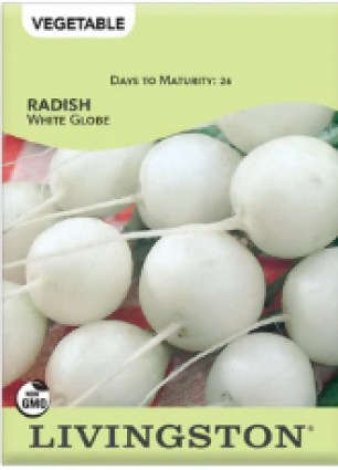 RADISH - WHITE GLOBE