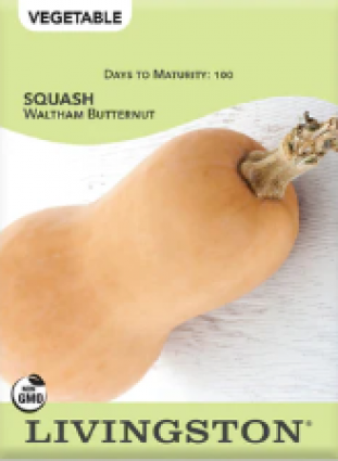 SQUASH - BUTTERCUP (W)
