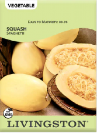 SQUASH - SPAGHETTI (W)