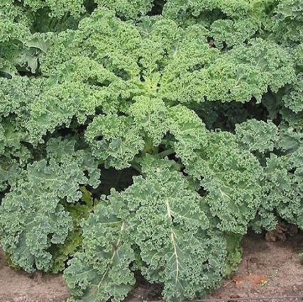 KALE - DWARF BLUE SCOTCH CURLED
