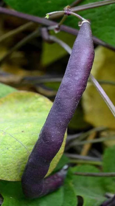 BEAN - BUSH GREEN - ROYAL BURGDY