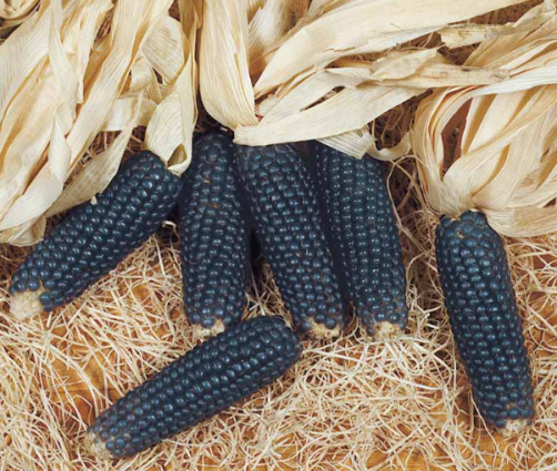 POPCORN - BLUE MINI INDIAN