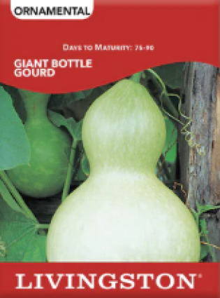 SQUASH - GIANT BOTTLE GOURD