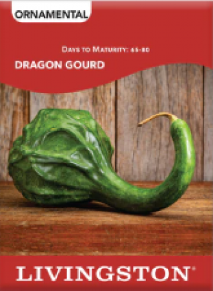 SQUASH - DRAGON GOURD