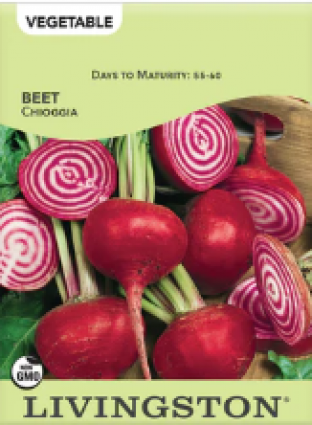 BEET CHIOGGIA