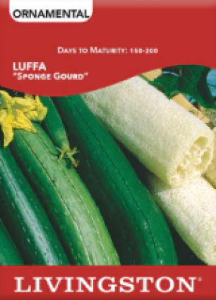 SQUASH LUFFA