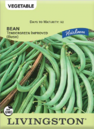 BEAN HEIRLOOM TENDERGREEN