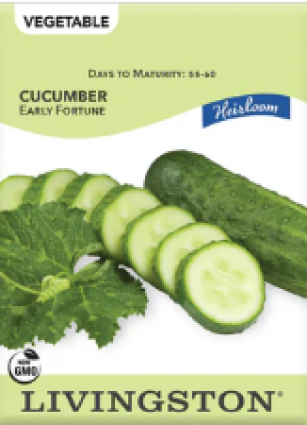 CUCUMBER HEIRLOOM EARLY FORTUNE