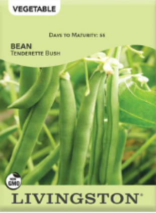 BEAN TENDERGREEN IMPROVED 4OZ