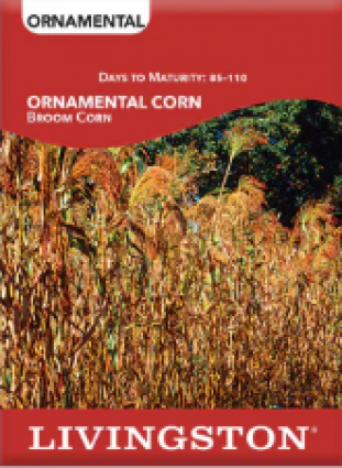 ORNAMENTAL CORN BROOM CORN