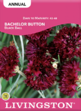 BACHELOR BUTTON BLACK BALL