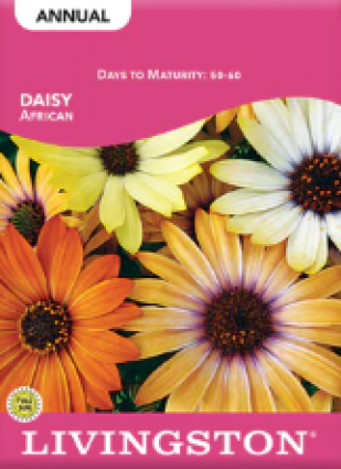 DAISY AFRICAN