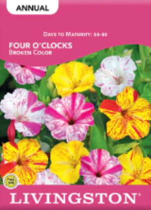 FOUR O'CLOCKS BROKEN COLOR