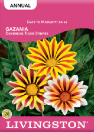 GAZANIA DAYBREAK TIGER STRIPES