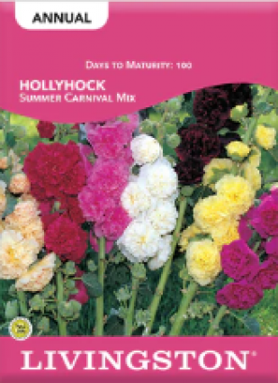 HOLLYHOCK SUMMER CARNIVAL MIX