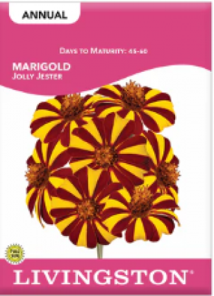 MARIGOLD JOLLY JESTER