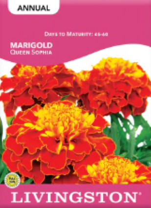 MARIGOLD QUEEN SOPHIA