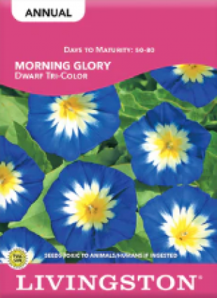 MORNING GLORY DWARF TRICOLOR