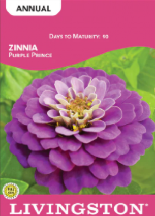 ZINNIA PURPLE PRINCE