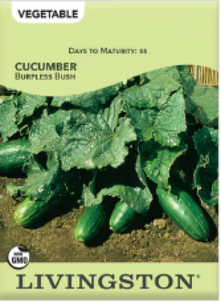 CUCUMBER BURPLESS BUSH