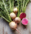 WATERMELON RADISH