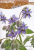 BORAGE