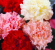 CARNATION CHABAUD MIX COLORS