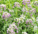 ALYSSUM - PASTEL CARPET