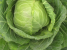 CABBAGE - COPENHAGEN MARKET EARL