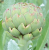 ARTICHOKE - GREEN GLOBE