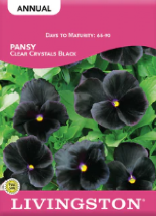 PANSY SWISS GIANT