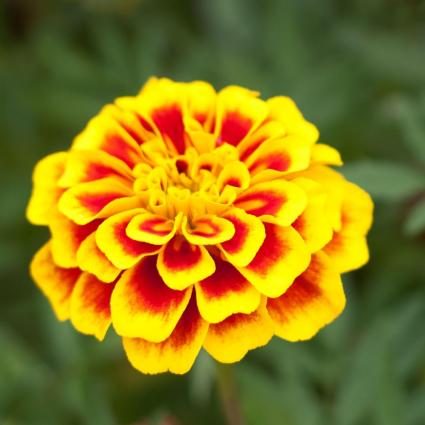 MARIGOLD - DAINTY MARIETTA