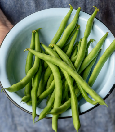 BEAN - KENTUCKY BLUE POLE