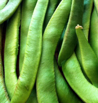 BEAN - SCARLET RUNNER