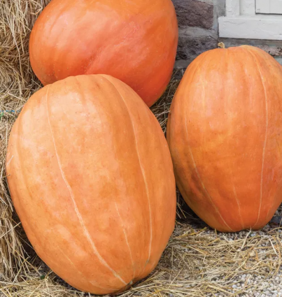 PUMPKIN FIRST PRIZE HYBRID